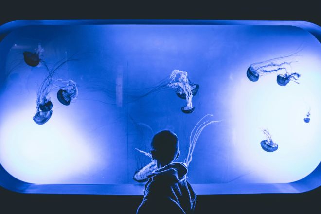 Child captivated by vibrant jellyfish in a dimly lit aquarium exhibit.