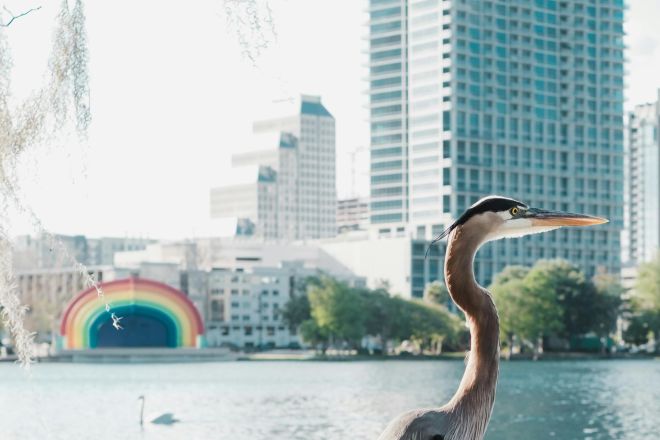 Scenic view of a Great Blue Heron by Lake Eola with Orlando skyline in the background.