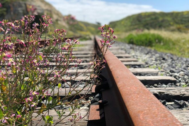 Close-up of blooming wildflowers along rusted railway tracks in sunny Davenport, California.
